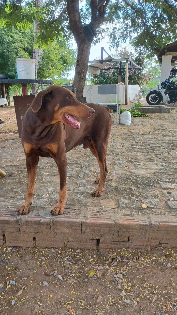 Filhotes de dobermann  - Foto 2
