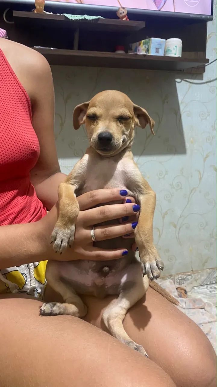 Doação de cachorro  - Foto 4