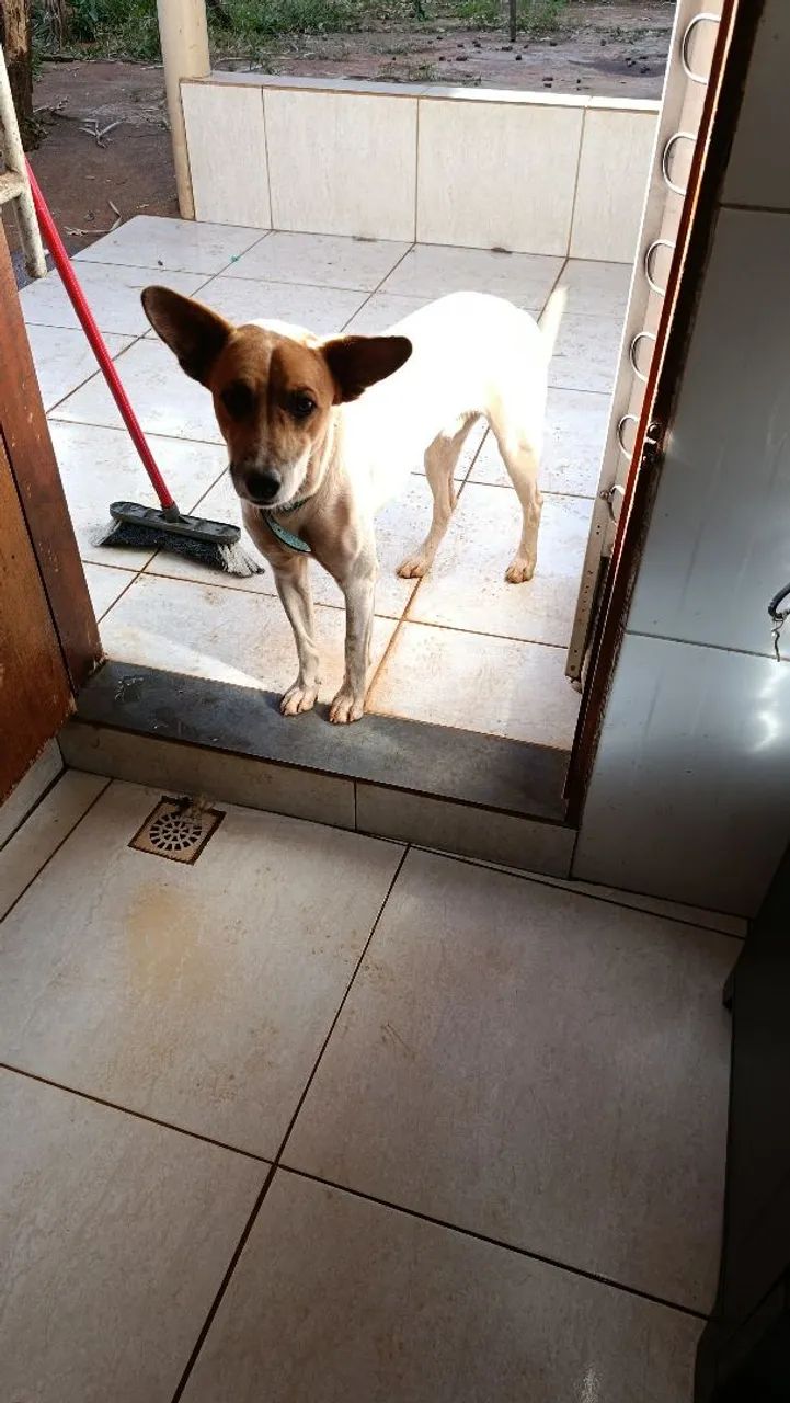Doa - se um cachorro - Foto 2