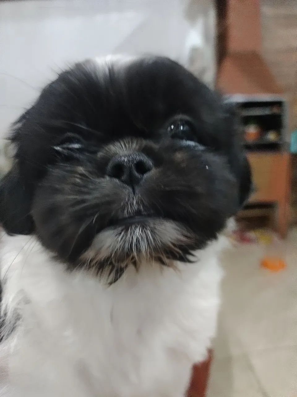 Vendo filhotes de Shitzu  - Foto 2