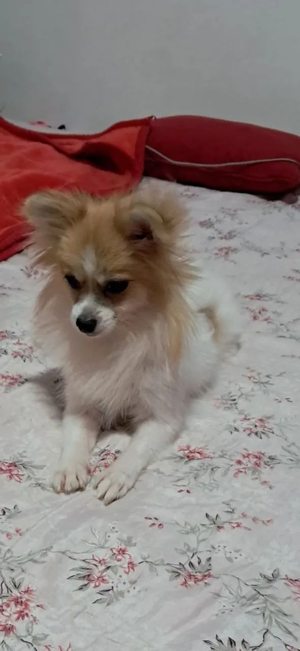 Splitz anã rapozinha - Foto 2