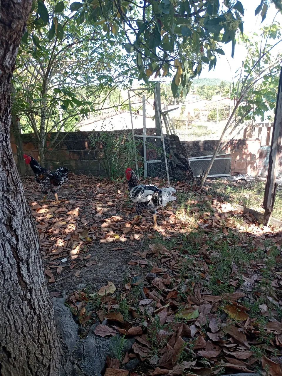 Vendo frangos  - Foto 2