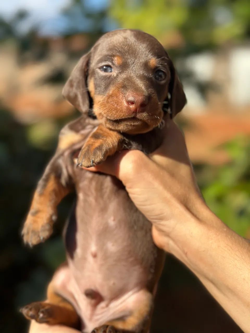Dachshund/cofap macho choco tan  - Foto 4