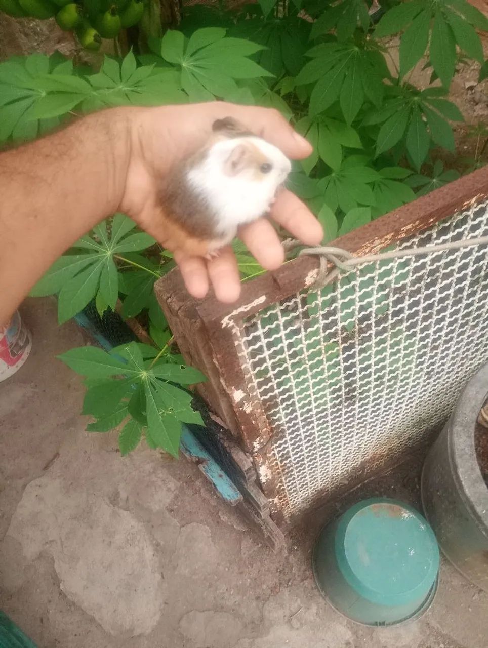 Porquinhos da índia filhotes  - Foto 6