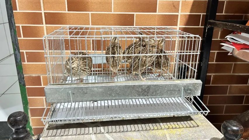 Codornas com Gaiola  - Foto 2