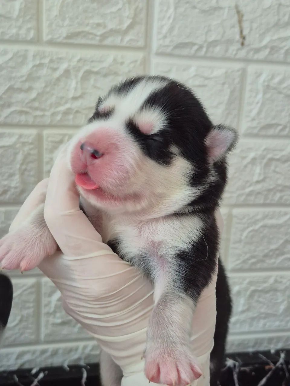 Husky wooly