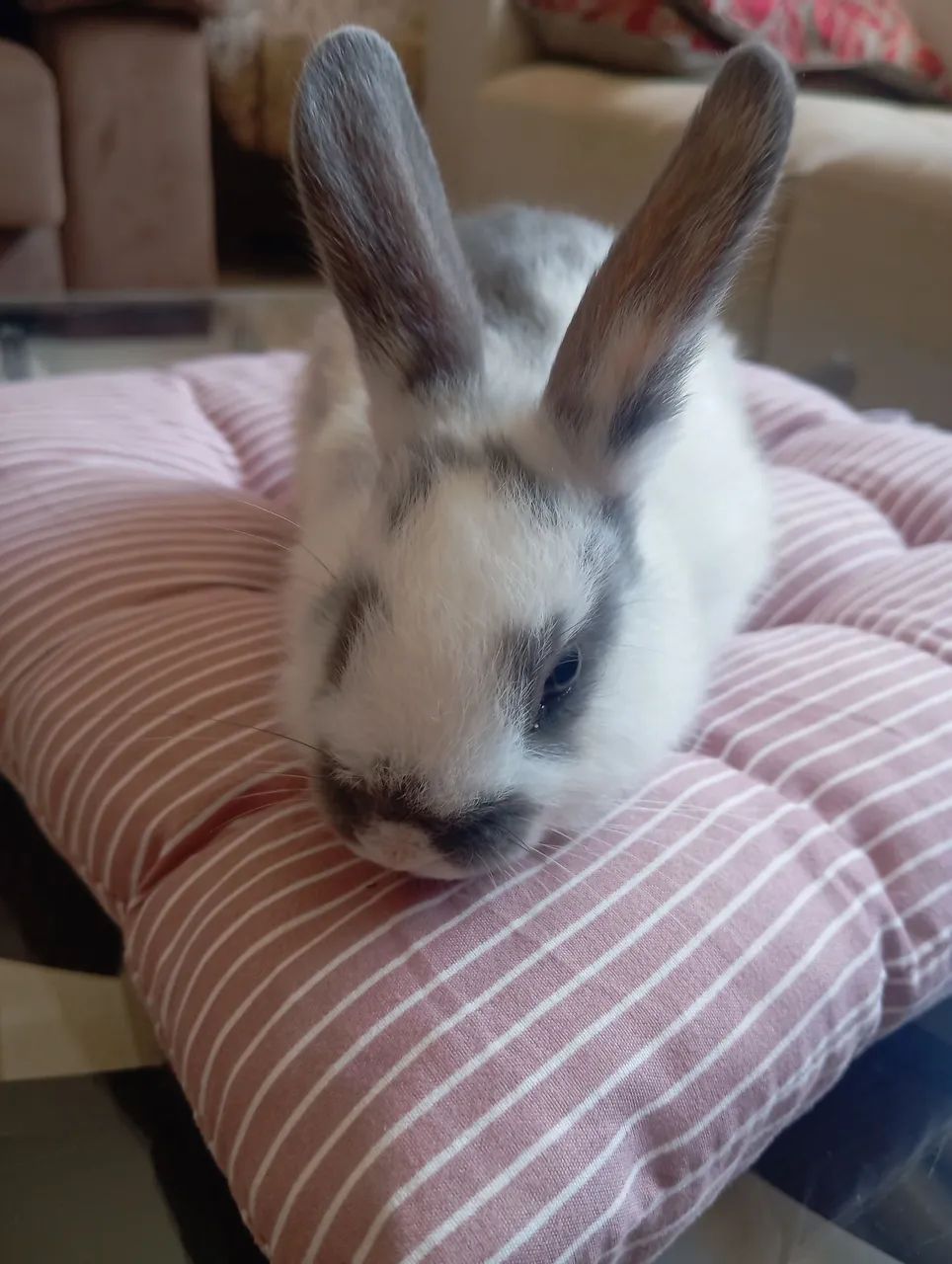 Lindos coelhinhos à venda  - Foto 3