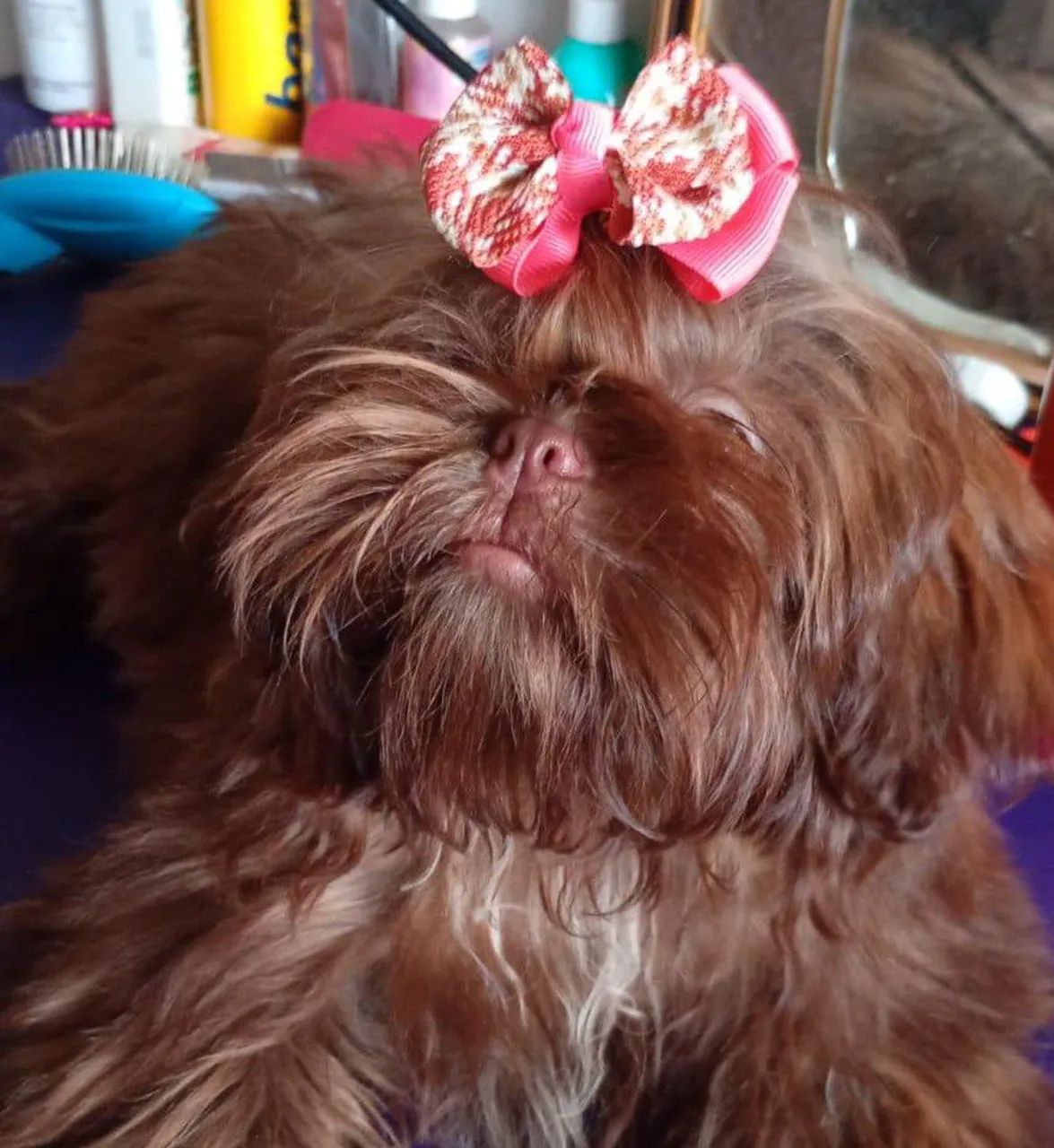 Shih Tzu chocolate  - Foto 5