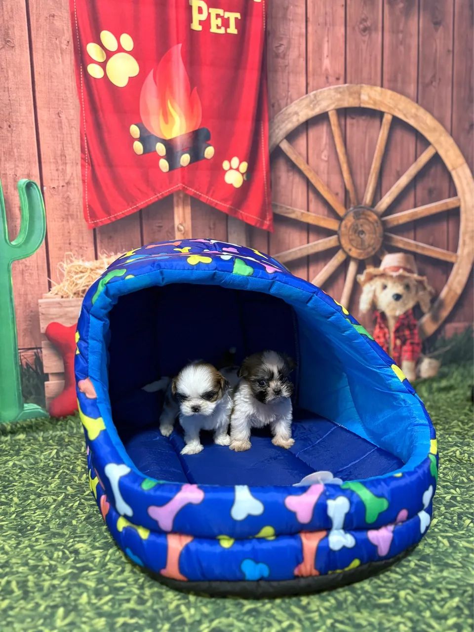 shih tzu - Foto 3