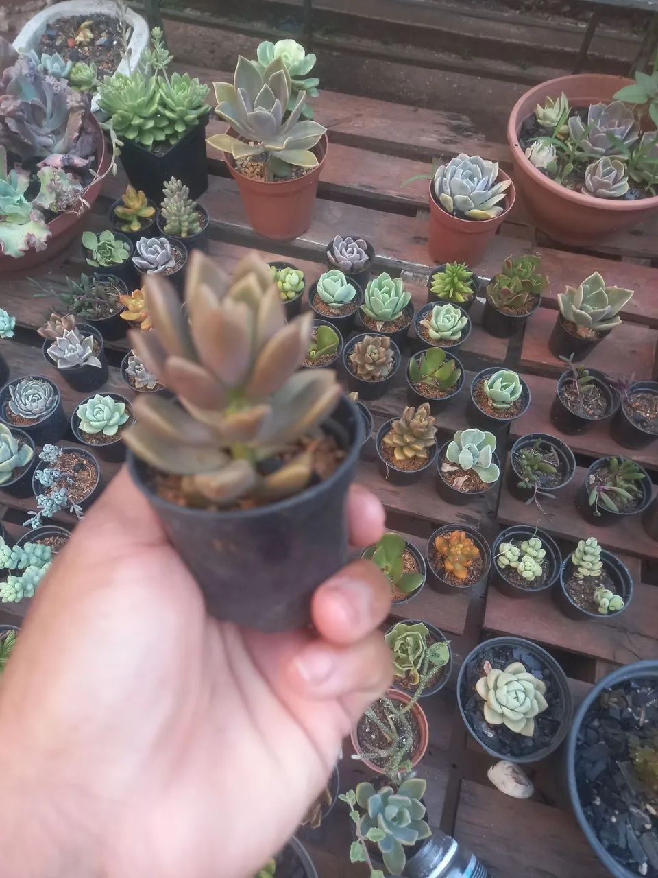 Suculentas pote 6 - Foto 5