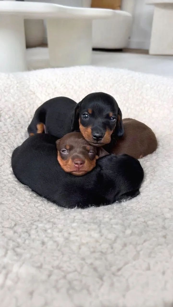 Dachshund 
