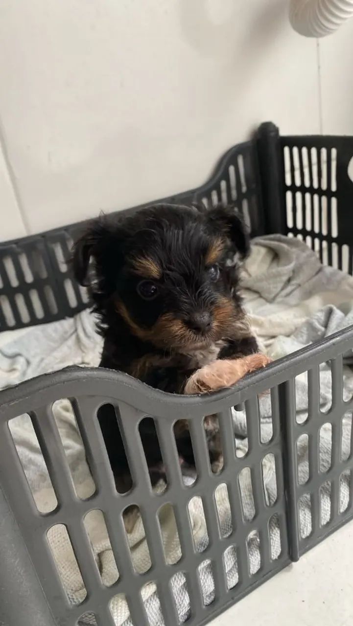 Cachorro  - Foto 2
