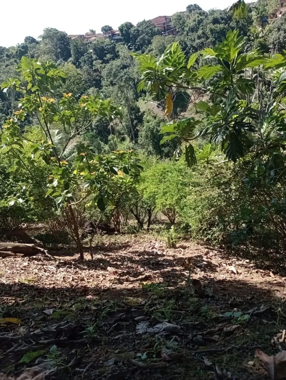 VENDE-SE SÍTIO  - Foto 4