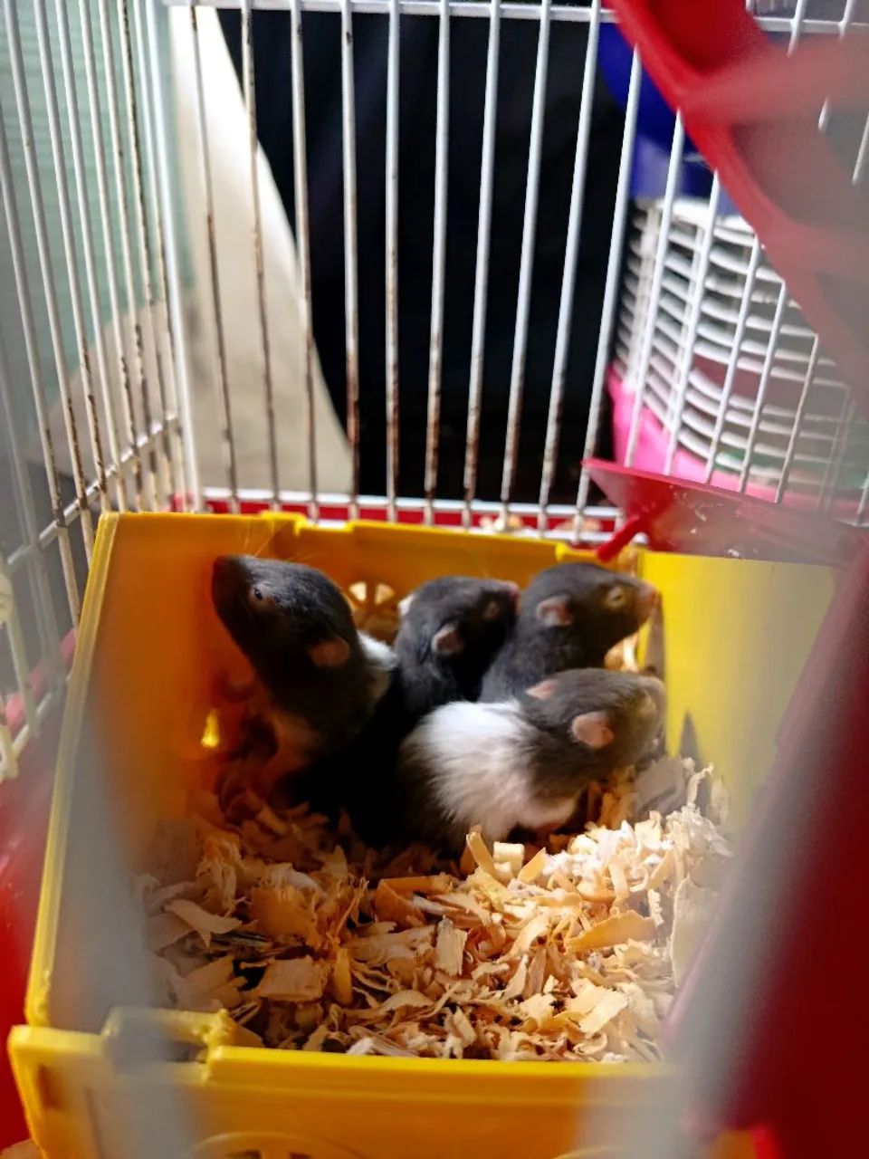 Hamster sirio - Foto 2