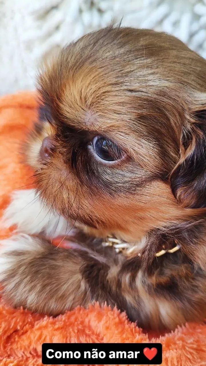 Shih Tzu mageli dogs ? - Foto 2