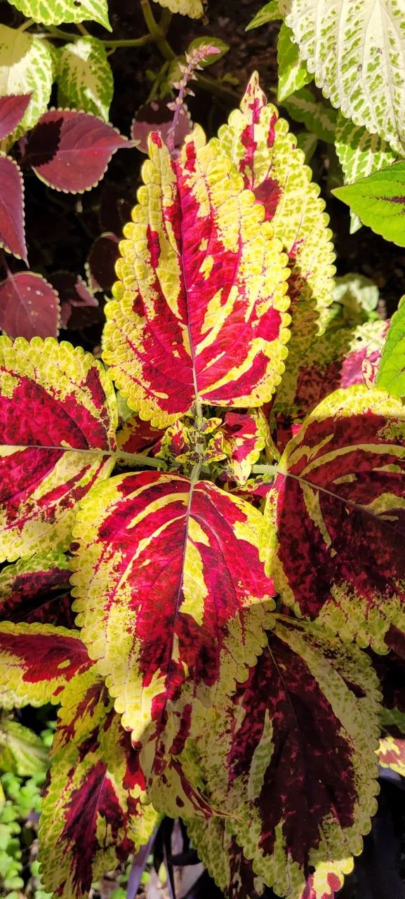 Muda de coleus unidade  - Foto 3