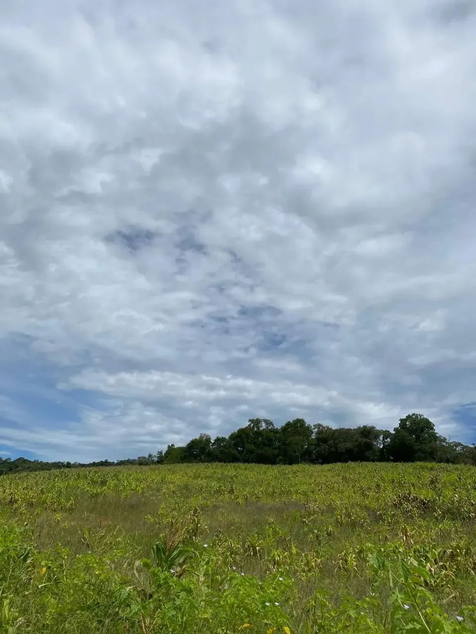 Lotes para venda possui 1000 metros quadrados em Colégio - Ibiúna - SP - Foto 4