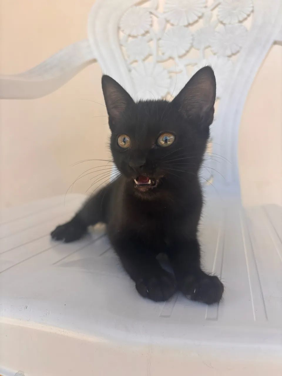 Doação de Gatinha - Foto 2