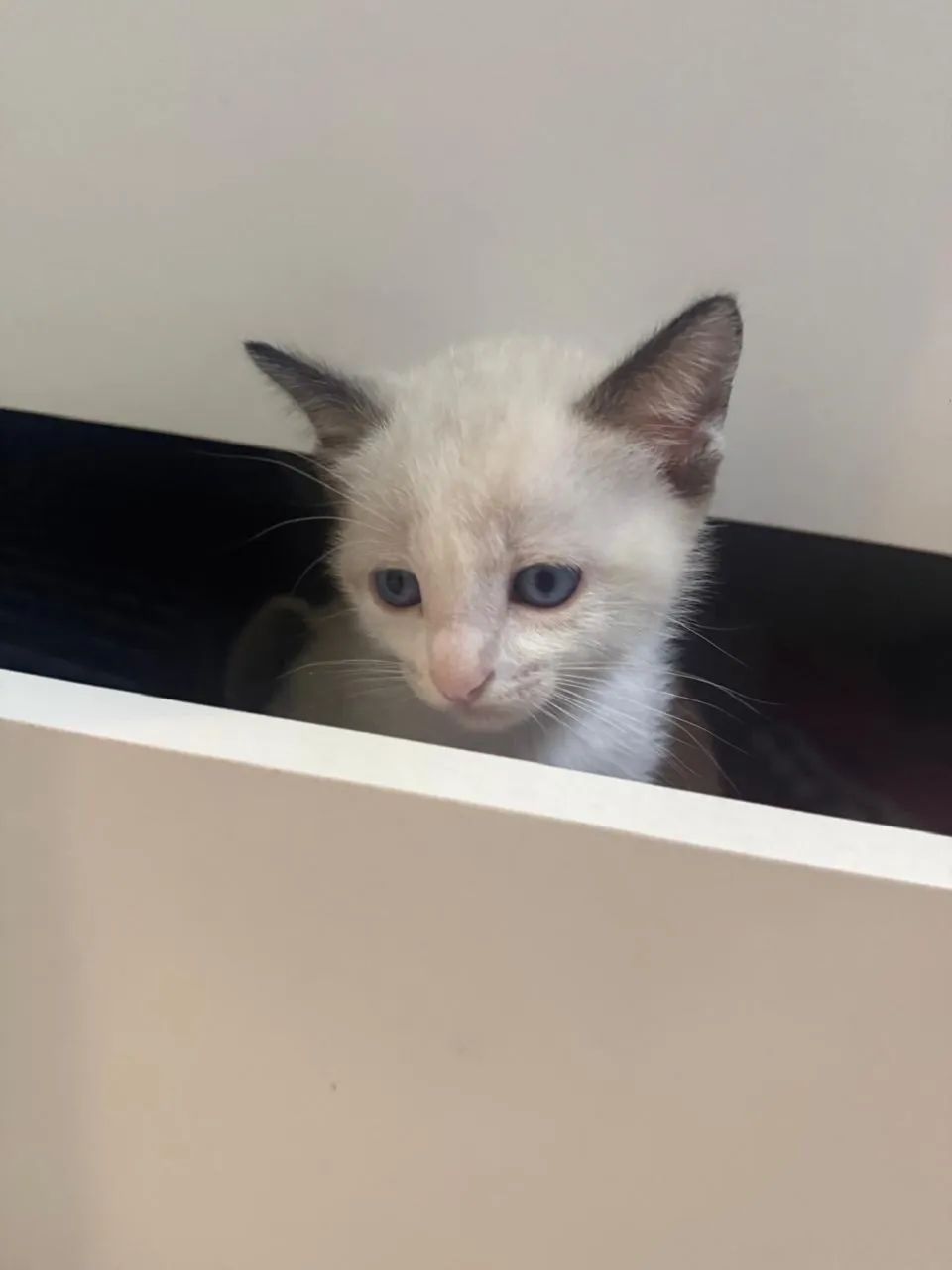 Gatinhos para adoção! - Foto 3