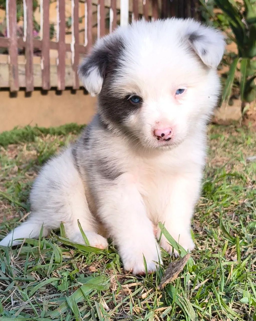 Lindos border collie (macho)