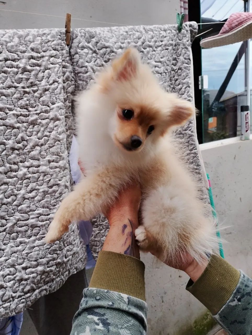 Spitz alemão  - Foto 2