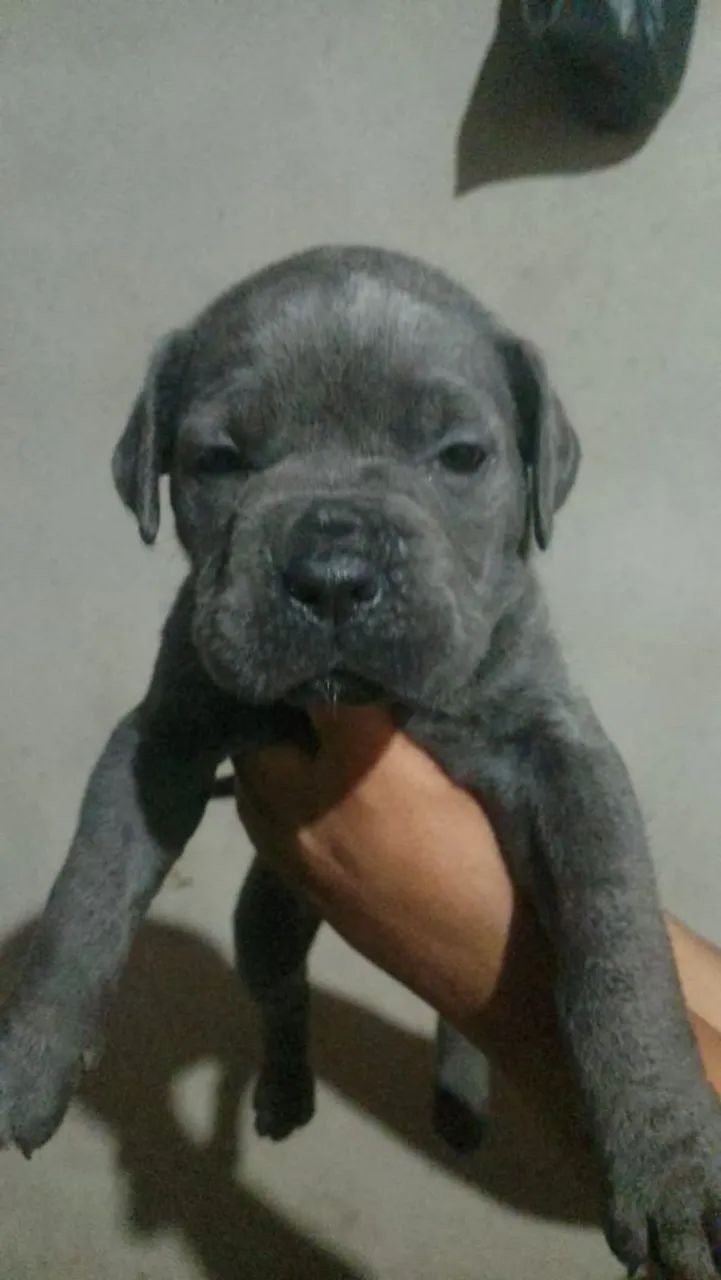 Cane corso - Foto 2
