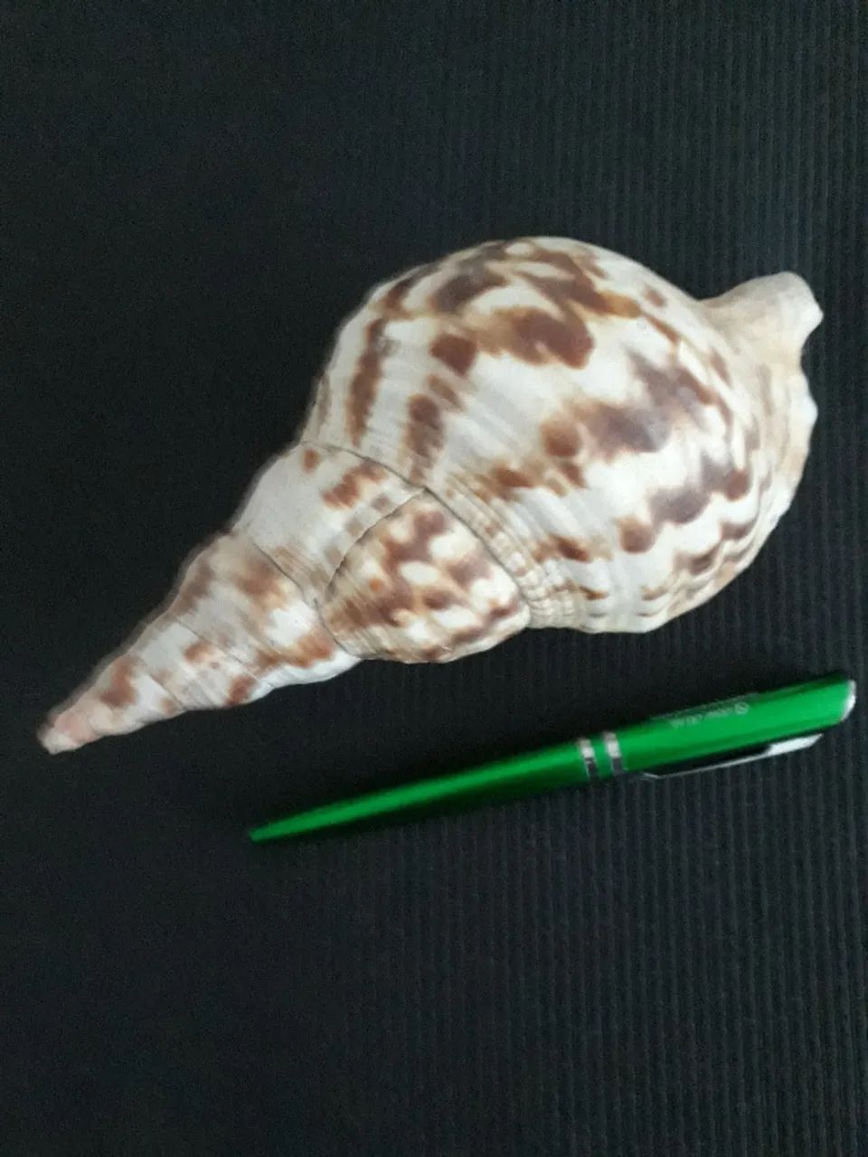  Coleção de Conchas marinha - exóticas e importadas  - Foto 4
