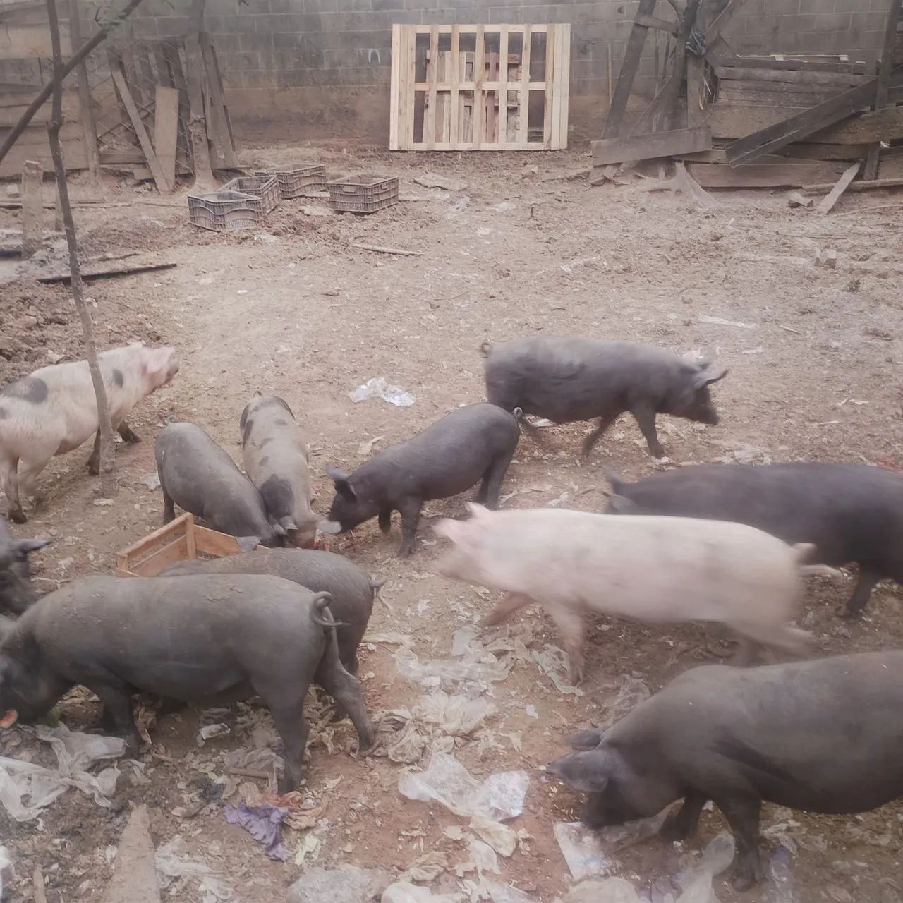 Animais  - Foto 2