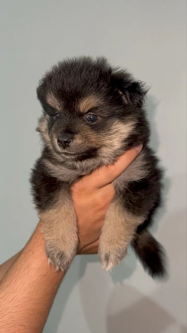 Filhotes Spitz alemão 