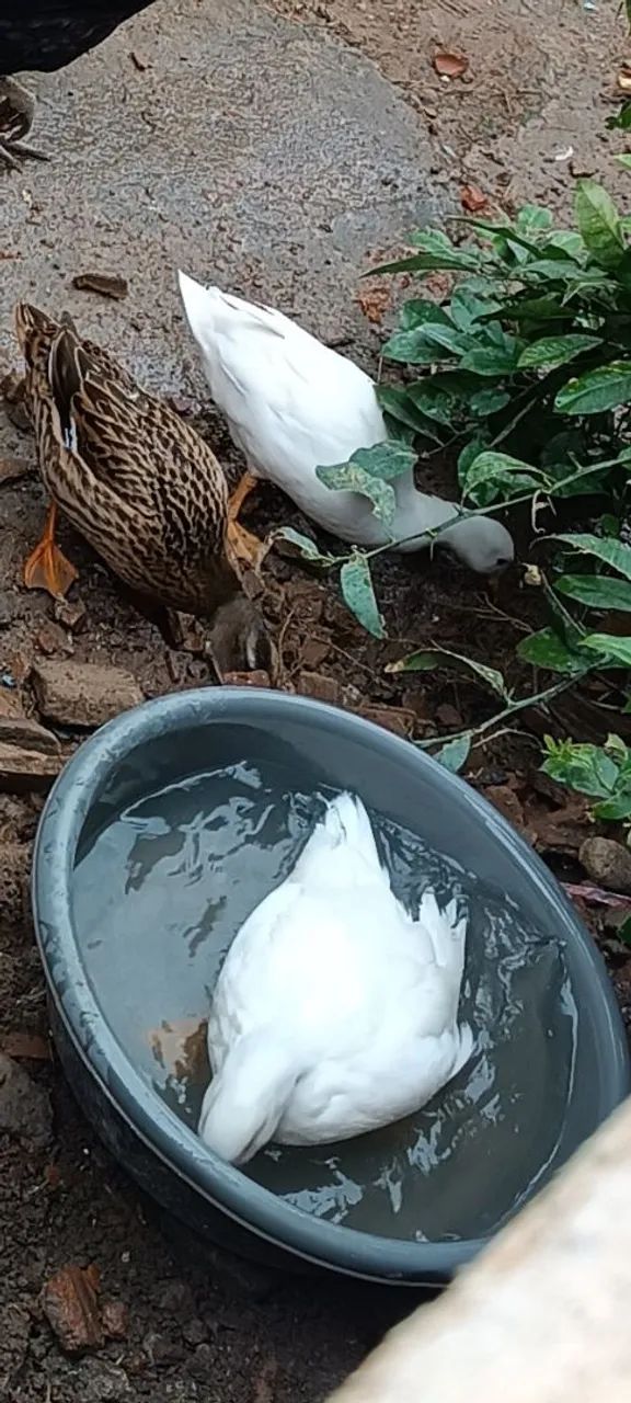 Marreco Mini Cool  - Foto 4