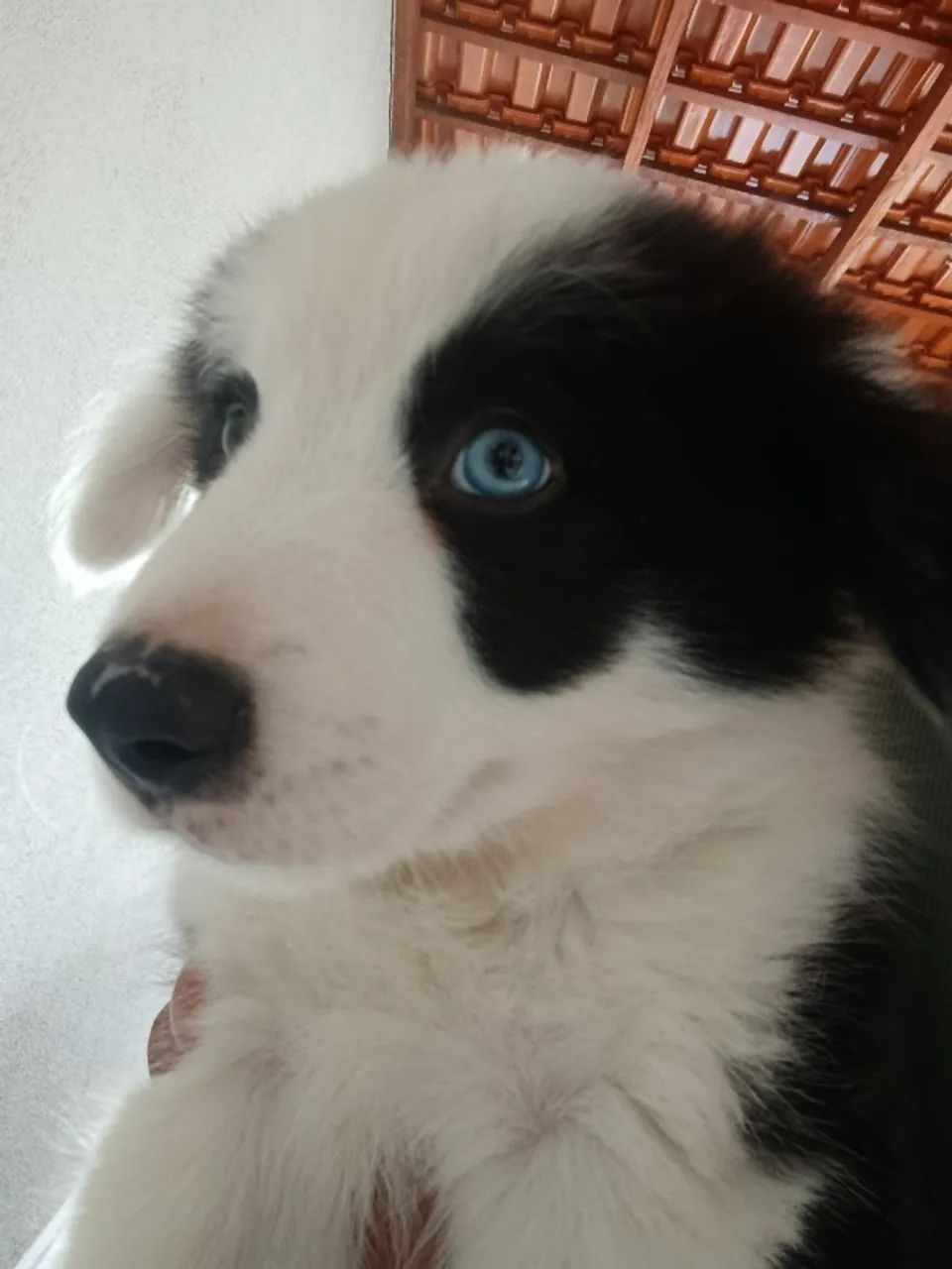 Border Collie  - Foto 2