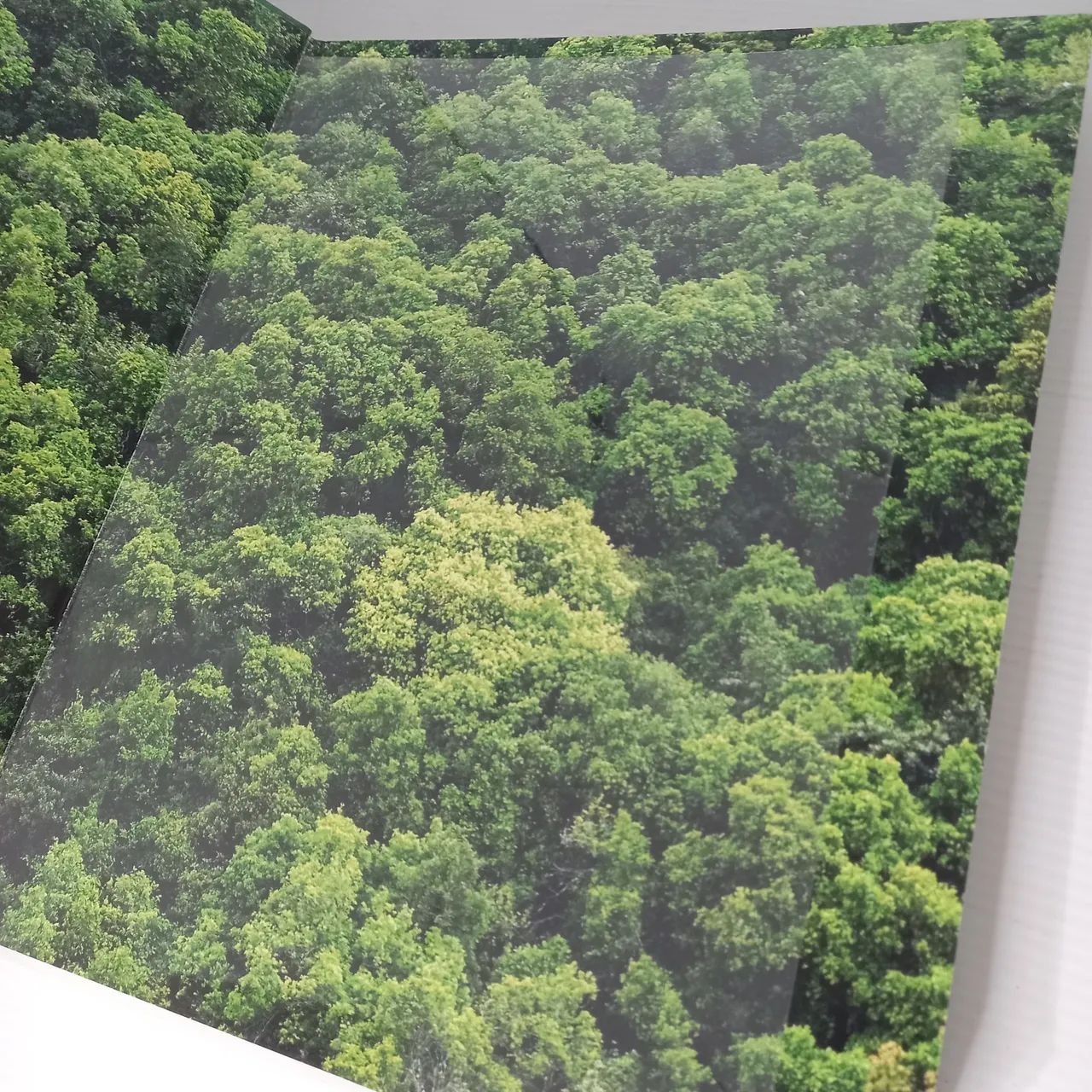 Why we Forests - Foto 3