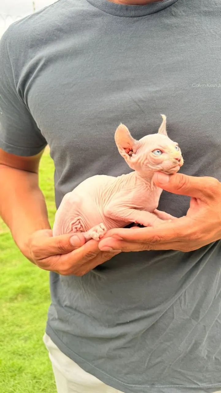 Sphynx Elf Filhotes - Gatil BSB Cat  - Foto 4