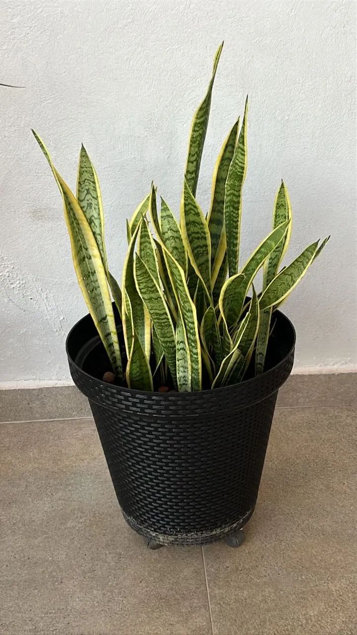 Plantas 