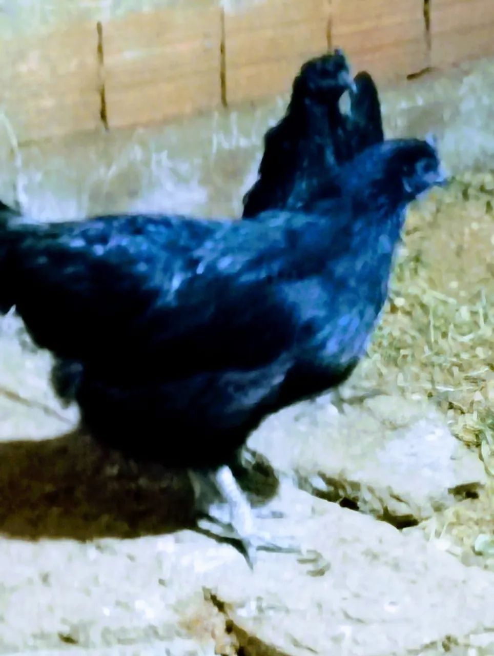 Ayam cenami 