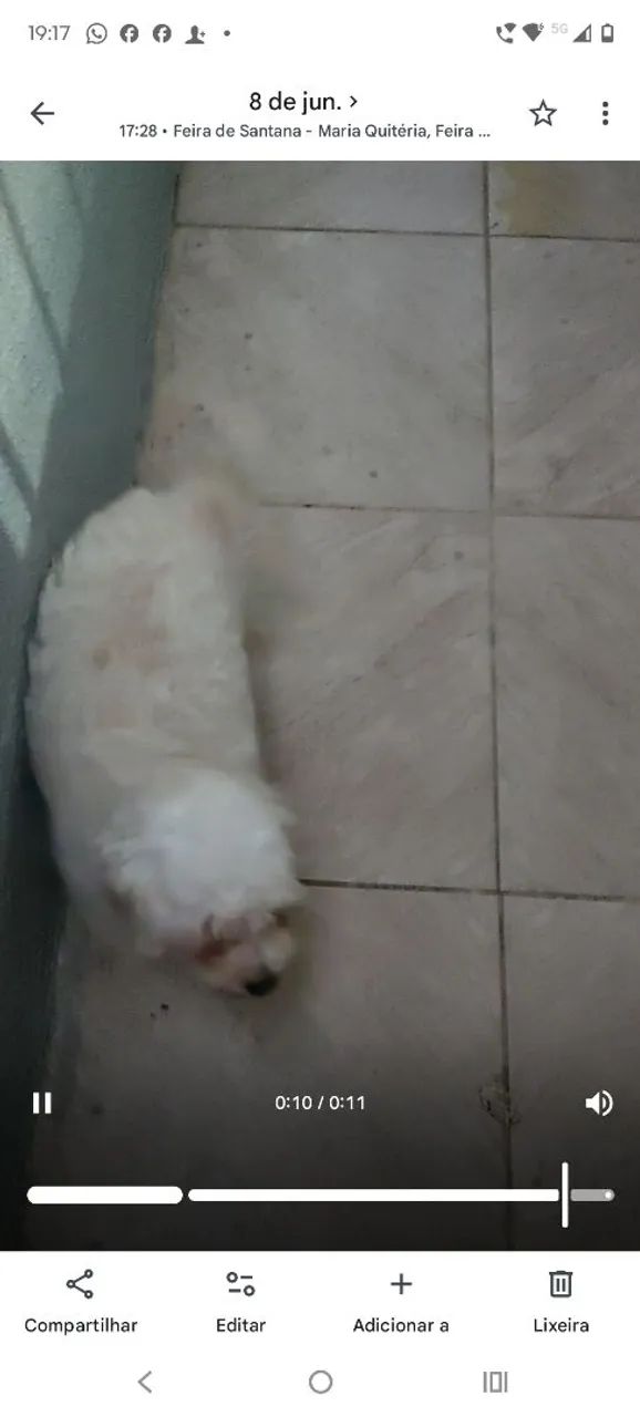 Cachorro  - Foto 2