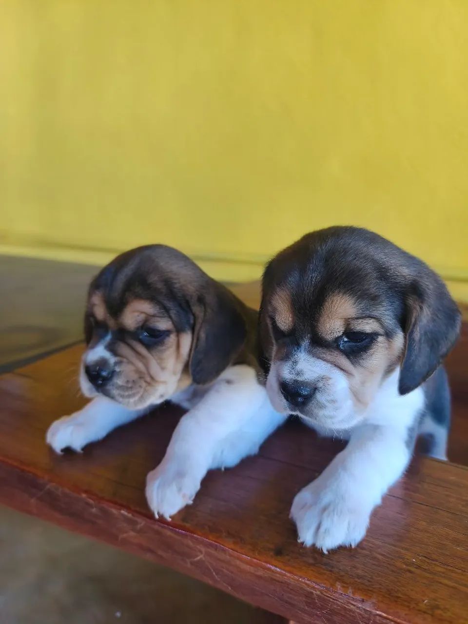 Filhote beagle 