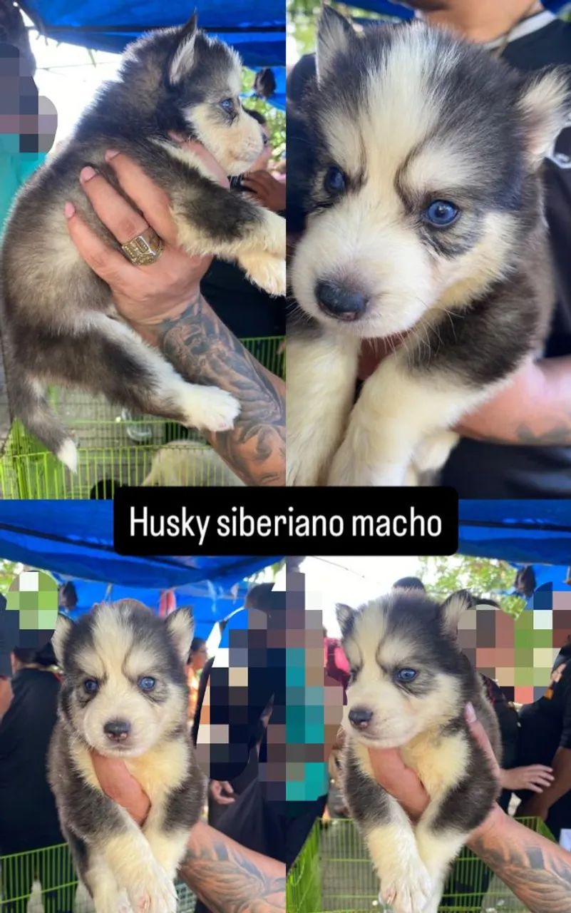 Cachorro  - Foto 4