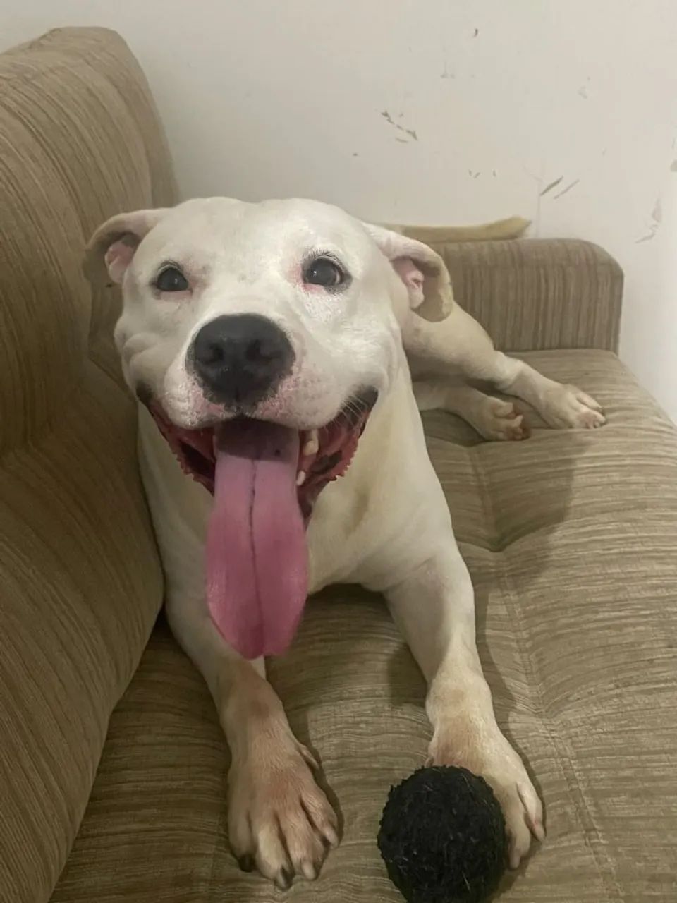 Doação Pitbull