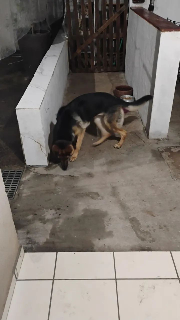 Doa- se cachorra  - Foto 2
