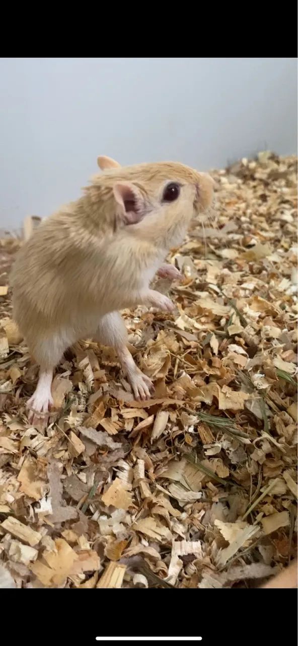 Filhotes de Gerbil ( Esquilo da Mongólia )  - Foto 4