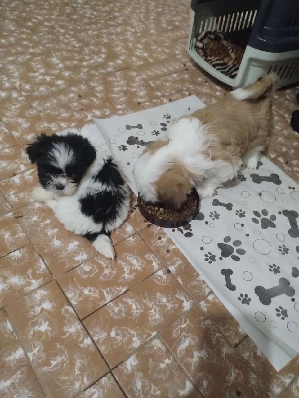 Shitzu  - Foto 3