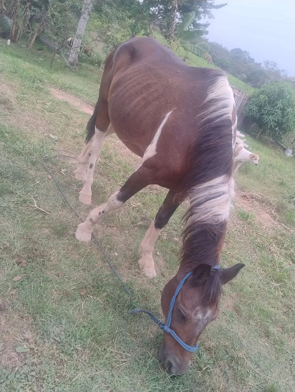 Cavalo ( manso) - Foto 2