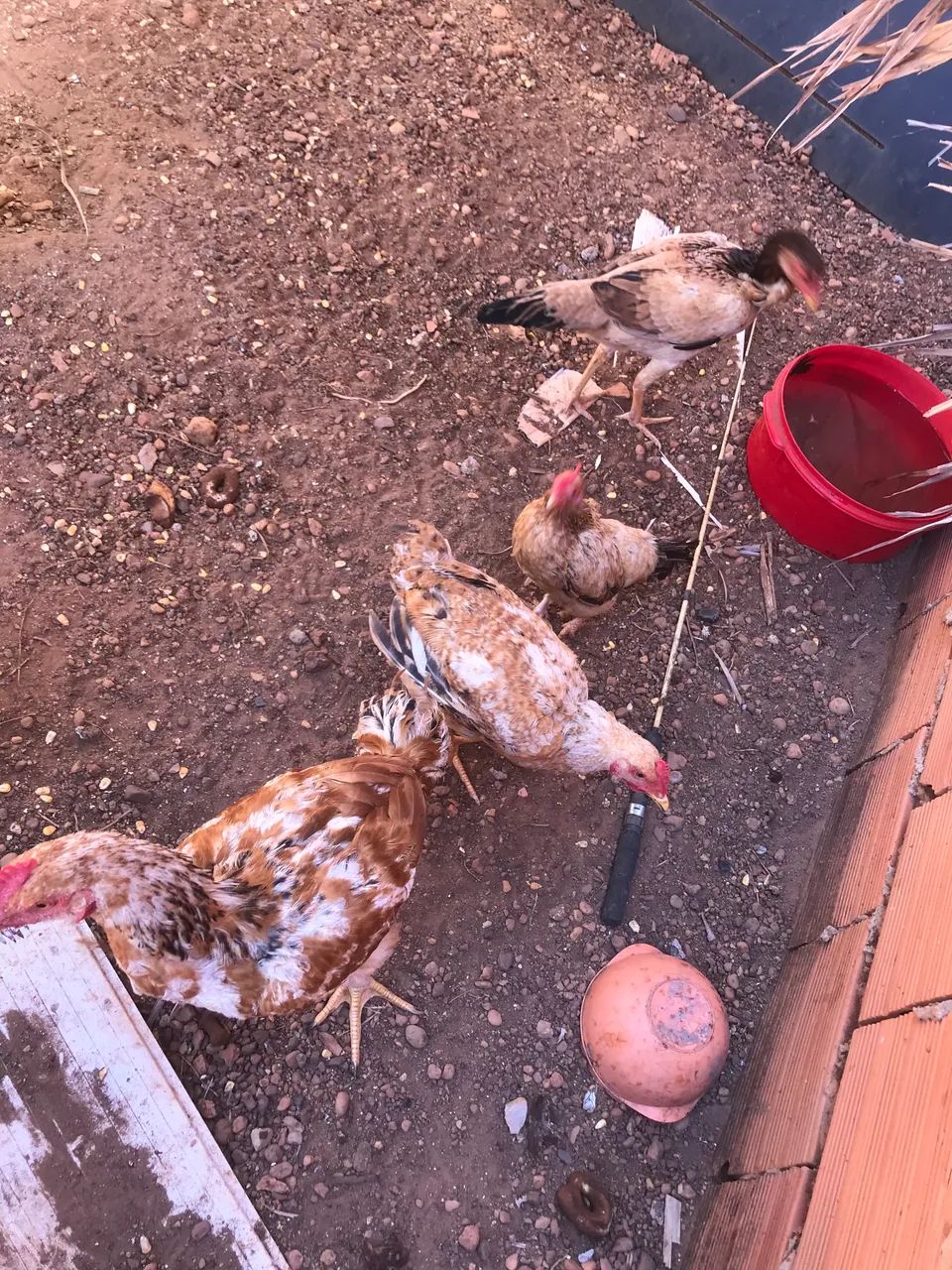 Galinhas melhorada e caipira  - Foto 4