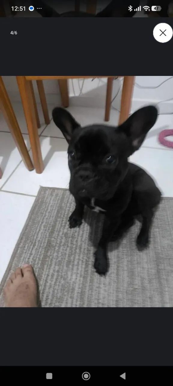 Buldog francês filhote - Foto 3