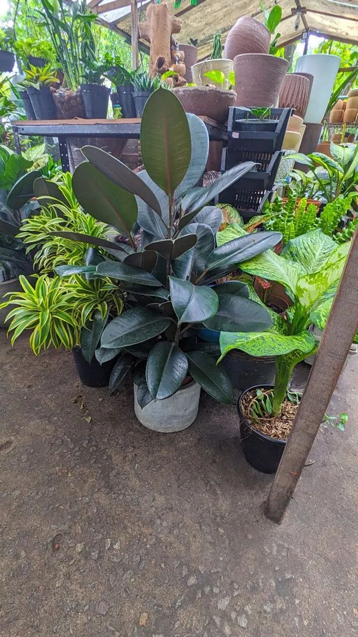 Ficus Elástica Rubro 