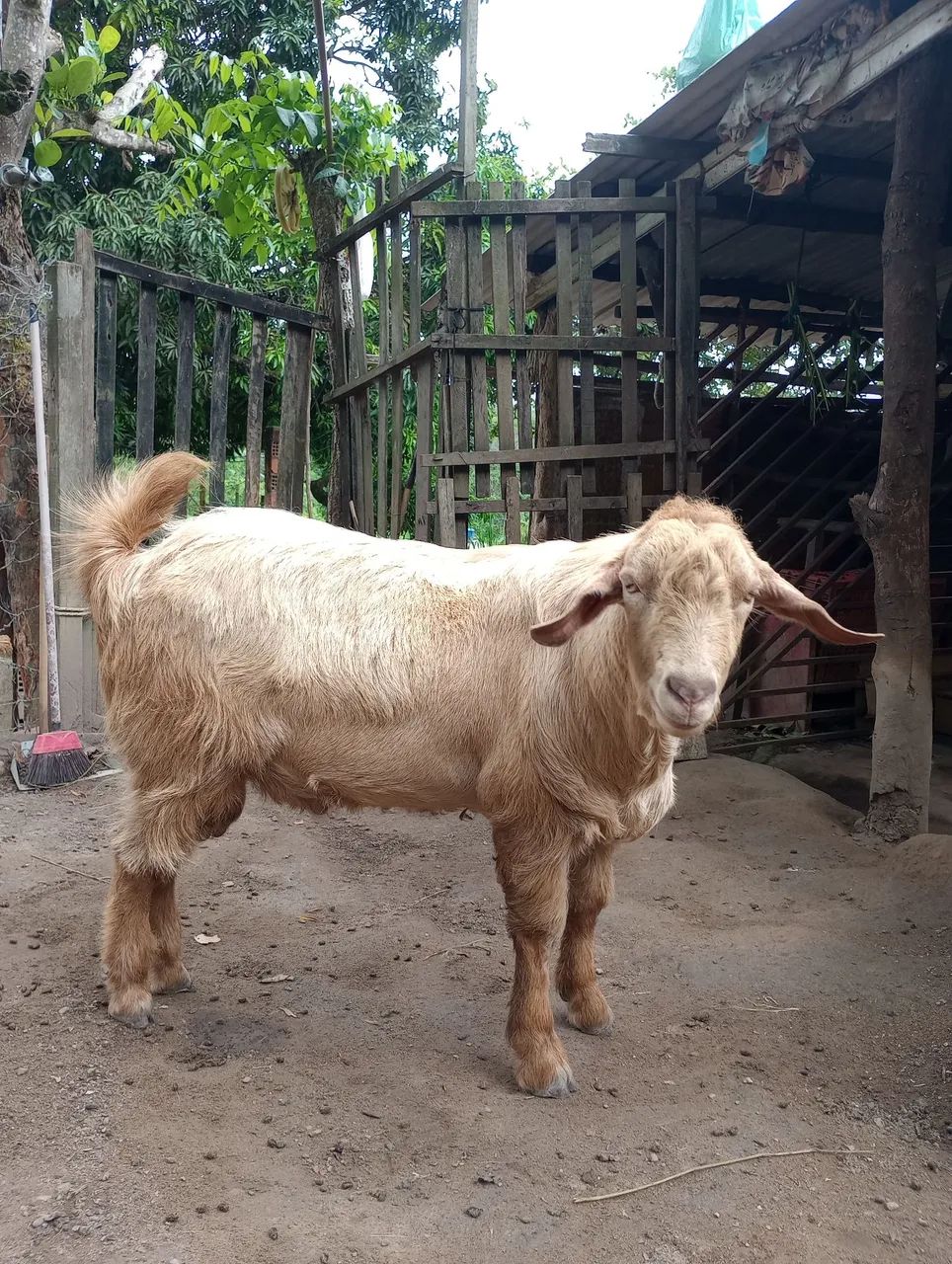Cabras e bodes a venda - Foto 2