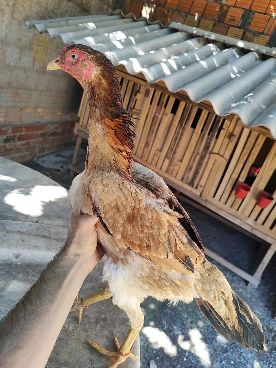 Vendo R$100 - Foto 3