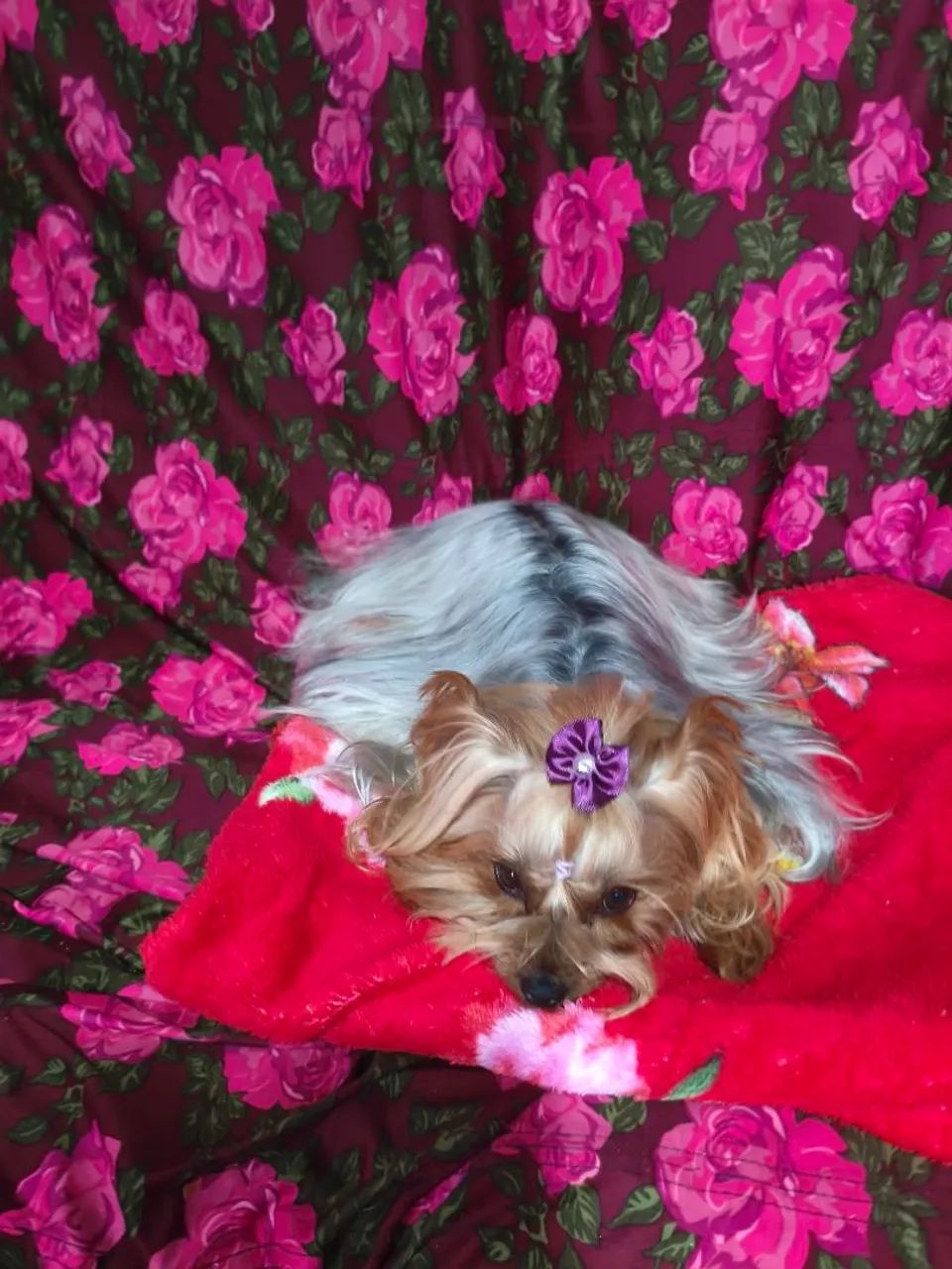 Cachorra - Foto 4