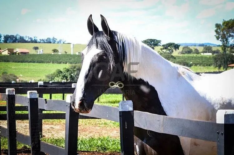 Terreno à venda, Residencial Haras Patente, Jaguariúna, SP - Foto 11